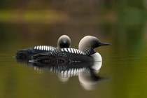Pacific loons (Gavia pacifica) pair in breeding plumage, on water, Anchorage, Alaska, USA. May.