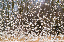 Snow buntings (Plectrophenax nivalis) large flock taking flight in winter, Vermont, USA. January.