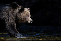 Brown bear (Ursus arctos) female, standing at edge of river, Great Bear Rainforest, British Columbia, Canada. October.