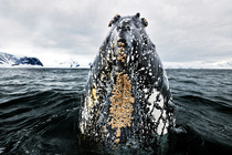 Humpback whale (Megaptera novaeangliae) surfacing, Antarctic Peninsula, Southern Ocean.