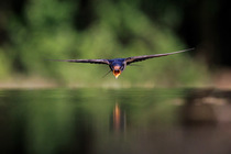 European swallow (Hirundo rustica) flying low over water to drink, Hungary. June.