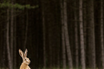 European hare (Lepus europaeus) sitting alert at edge of woodland, Hungary. June.