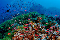 Anthias (Pseudanthias sp.) and Damselfish (Chromis sp.) swimming over coral reef with Acropora (Acropora sp.) corals and Fire coral (Millepora sp.), Tubbataha Reefs Natural Park, Palawan, Philippines,...