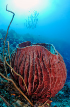 Barrel sponge (Xestospongia testudinaria) on reef with shoal of Barracuda (Sphyraena sp.) in background, Tubbataha Reefs Natural Park, Palawan, Philippines, Sulu Sea.