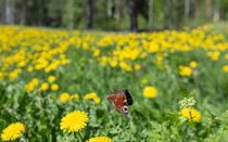 Peacock butterfly (Aglais io) in flight over wildflowers, Finland. May.