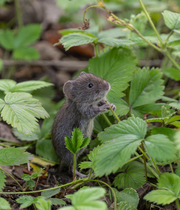 Bank vole (Clethrionomys glareolus) standing on hind legs, feeding on Strawberry (Fragaria sp.) leaves, Finland. July.