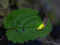 Common glow-worm (Lampyris noctiluca) female, resting on leaf, glowing, Finland. July.