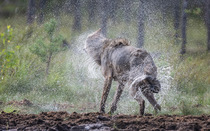 Grey wolf (Canis lupus) shaking fur dry after swimming, Finland. August.