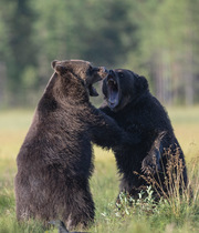 Two Brown bear (Ursus arctos) males, fighting, Finland. August.