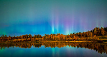 Aurora borealis in the night sky with autumnal colored Aspen (Populus sp.) and Birch (Betula sp.) trees illuminated by moonlight, in marshland around Obed Lake, Alberta, Canada. September, 2023.