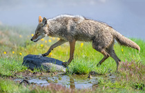 Coyote (Canis latrans) hunting in a wetland meadow in summer, Yellowstone National Park, Wyoming, USA. June.