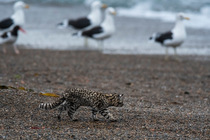 Geoffroy's cat (Leopardus geoffroyi) walking along beach with Gulls (Larus sp.) in background, Punta Norte Nature Reserve, Peninsula Valdes, Chubut Province, Patagonia, Argentina.