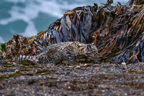 Geoffroy's cat (Leopardus geoffroyi) walking past seaweed covered rocks on beach, Punta Norte Nature Reserve, Peninsula Valdes, Chubut Province, Patagonia, Argentina.