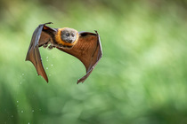 Grey-headed flying-fox (Pteropus poliocephalus) in flight after dipping into water to cool down and drink, Myuna Wetlands, Doveton, Victoria, Australia.
