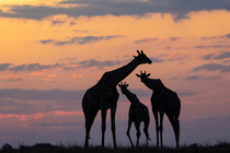 Three Giraffes (Giraffa camelopardalis) silhouetted at sunset, Chobe National Park, Botswana.