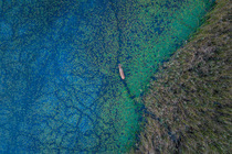 Aerial view of Red deer (Cervus elaphus) walking through pond with Water caltrop (Trapa natans) and blue bacteria, surrounded by Reedbeds (Phragmites australis), Biosphere Reserve, Upper Lusatia, Pola...