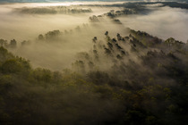 Aerial view of mist covered forest at sunrise, Biosphere Reserve, Upper Lusatia, Poland. May, 2023.
