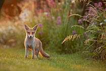 Red fox cub (Vulpes vulpes) on allotment at dusk, London, England.