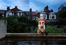 Red fox cub (Vulpes vulpes) drinking from a trough on allotment, London, England.