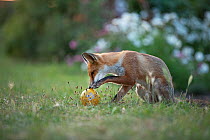 Red fox (Vulpes vulpes) playing with a child's ball on an allotment, London, England.
