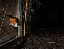 Red fox (Vulpes vulpes) peering through a hole in a garden fence at night, London, England. Taking using a camera trap.