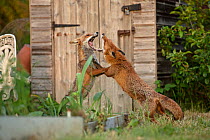 Red fox siblings (Vulpes vulpes) fighting on an allotment, London, England.