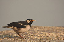 Indian pied myna (Sturnus contra) feeding on millet on stone wall along the shore of Yamuna River, Delhi, India.