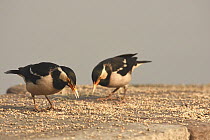 Two Indian pied mynas (Sturnus contra) feeding on millet on stone wall along the shore of Yamuna River, Delhi, India.