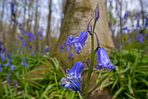Close-up of Bluebells (Hyacinthoides non-scripta) in flower in Beech (Fagus sylvatica) forest in spring, Flanders, Belgium, April