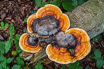 Red-belted bracket fungus (Fomitopsis pinicola) growing on fallen tree trunk in wood in autumn. Flanders, Belgium, October