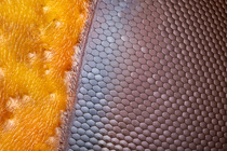 European hornet (Vespa crabro) compound eye detail. The individual hexagonal ommatidia can be seen, tessellated to make up the curved surface of the compund eye. Each ommatidium consists of a photorec...