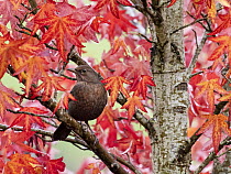 Blackbird (Turdus merula) female, perched in Sweetgum (Liquidambar styraciflua) tree, Ambleside, Lake District, Cumbria, UK. October.