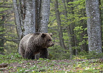 Eurasian brown bear (Ursus arctos arctos) female, standing in woodland clearing, Slovenia. May.
