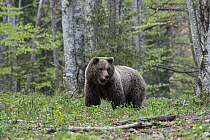 Eurasian brown bear (Ursus arctos arctos) female, walking through woodland clearing, Slovenia. May.