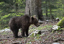 Eurasian brown bear (Ursus arctos arctos) juvenile, standing in woodland, Slovenia. May.