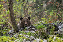 Eurasian brown bear (Ursus arctos arctos) resting in woodland, Slovenia. May.
