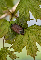 Cockchafer (Melolontha melolontha) resting on a leaf, Slovenia. May.