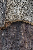 Cork oak (Quercus suber) bark detail, Portugal. June.