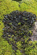 Dog lichen (Peltigera canina) on stone, Exmoor, Somerset, UK. May.