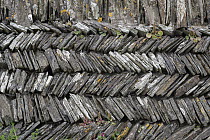 Navelwort (Umbilicus rupestris) growing on traditional herringbone pattern drystone wall, North Cornwall, UK. May.