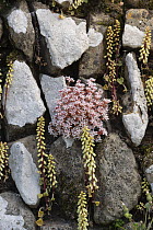 English stonecrop (Sedum anglicum) with Navelwort (Umbilicus rupestris) growing on old drystone wall, Pentire, Cornwall, UK. May.