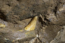 Cave bear (Ursus spelaeus) canine tooth fossil embedded in roof of Krizna Jama cave, Slovenia. May, 2023.