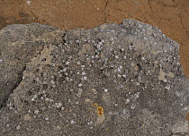 Fossil Crinoids (Echinodermata) in limestone, Peniche, Portugal. June, 2023.