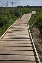 New boardwalk, installed after major fire three years prior, Thursley Common National Nature Reserve, Surrey, UK. June, 2023.