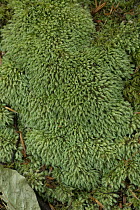 Pin cushion moss (Leucobryum glaucum) close up, Golitha Fall, Cornwall, UK. May.