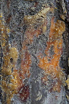 Maritime pine (Pinus pinea) tree bark with solidified resin following resin tapping, Portugal. June.