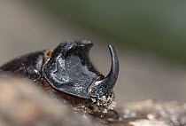 Rhinoceras beetle (Oryctes nasicornis) portrait, Portugal. June.