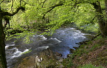 River Barle surrounded by deciduous woodland, Exmoor, Somerset, UK. May, 2023.