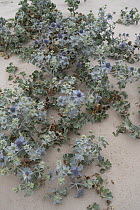 Sea holly (Eryngium maritimum) growing on sand dune, Portugal. June.