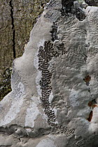 Snail feeding marks, caused by radula, on Bracket fungus, Slovenia. May.